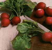Radish